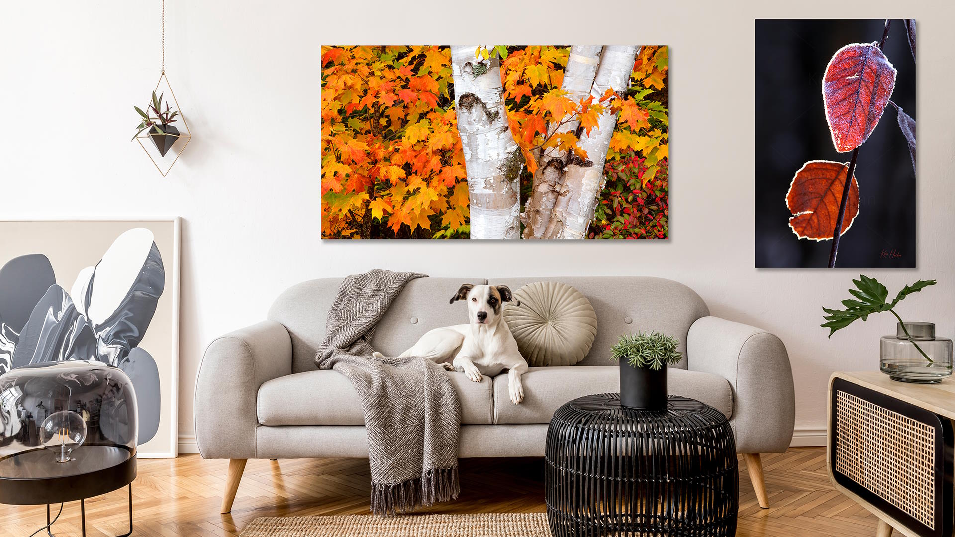 Decor room image of white dog sitting on grey couch with two large wall artwork of trees and leaves